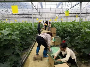 萬山搭建平臺暢通銷路，助力百姓增收農副產品銷售