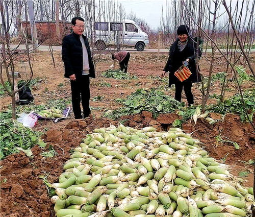 河南魯山 駐村工作隊員變身“銷售員”，群眾農副產品銷路不愁