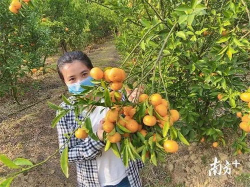 惠城蘆洲90后扶貧專干變身“網(wǎng)紅主播”，直播帶貨助力農(nóng)副產(chǎn)品暢銷